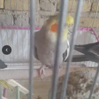 جفت مولد سخنگو ۳۷۰۰
