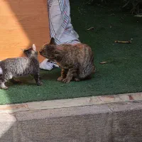 بچه گربه گم شده