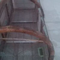 قفس بزرگ و قدیمی چوبی مناسب پرورش عروس هلندی و....|لوازم جانبی حیوانات|اندیشه, اندیشه فاز ۵|دیوار