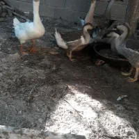 قو قاز