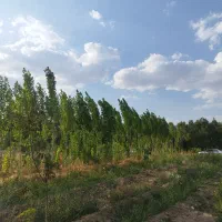 باغ-جاده-هلند