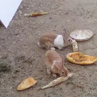 حراج خرگوش دستی