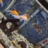 اکواریوم|ماهی|قم, عمار یاسر|دیوار