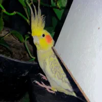 عروس هلندی با جوجه هاش