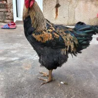 خروس|حیوانات مزرعه|عجب شیر, |دیوار