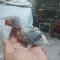 شاه طوطی سرلاکی شاه تخم داخلی ضمانتی