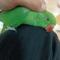 ملنگو سرلاکی|پرنده|شیراز, قلات|دیوار