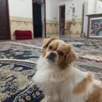 سگ نر کسی داره واسه جفت گیر