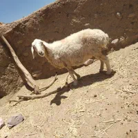 میش چاق میانه