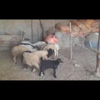 بره نر وماده گوسفند بز|حیوانات مزرعه|اهواز, بهارستان|دیوار