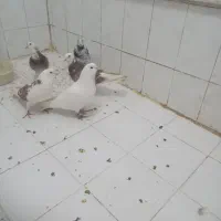 ۵ عدد کبوتر یک جا
