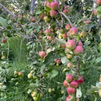 5700-متر-باغ-در-اهر