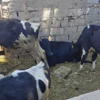 گوساله|حیوانات مزرعه|هشتگرد, شهرک وحدت|دیوار