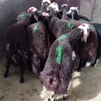 بره نر سرخ درجه 1