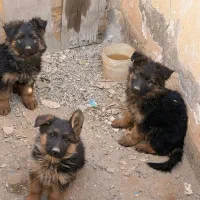 ژرمن موبلند