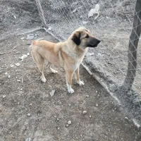 سگ نگهبان عالی|سگ|مشهد, بهار|دیوار