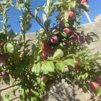 باغ شهری سنددار با ۱۳۰ متر بنا کودیان|فروش خانه و ویلا|شیراز, قلات|دیوار