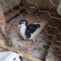 کفتر معاوضه|پرنده|بیرجند, |دیوار