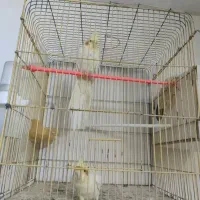 عروس هلندی