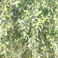 ویلا خونه باغ زیتون طارم.|فروش خانه و ویلا|طارم, |دیوار