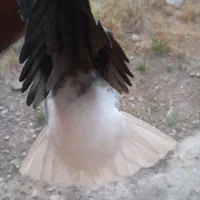 کبو|پرنده|پلدختر, |دیوار