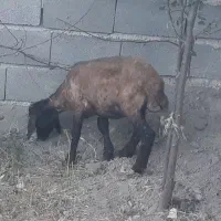 بره ماده..گوسفند