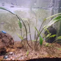 اکواریوم ۵۰ سانتی پلنت با لوازم و ماهی|ماهی|رشت, حومه رشت|دیوار