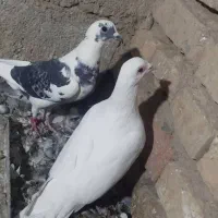 کبوتر کفتر|پرنده|سیب و سوران, |دیوار