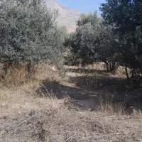 فروش زمین|فروش زمین و ملک کلنگی|لوشان, |دیوار