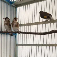 ُسهره|پرنده|شهرکرد, |دیوار