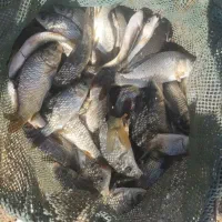 ماهی کپور|ماهی|کرج, عظیمیه|دیوار