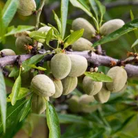 فروش نهال های یه ساله دوساله سه ساله تضنمینی|خدمات باغبانی و درختکاری|قزوین, |دیوار