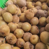 کیوی ریز موجود هست