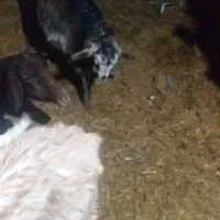 بزغاله ماده|حیوانات مزرعه|ماهدشت, |دیوار