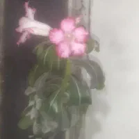 گل کاری وسم پاشی انواع گل و مرکبات