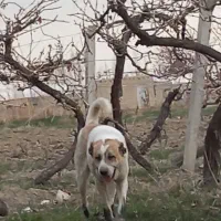 این حیون گمشده
