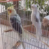 عروس هلندی|پرنده|اصفهان, خواجو|دیوار