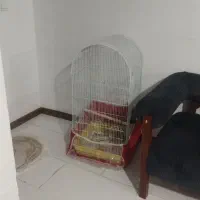 قفس پرنده