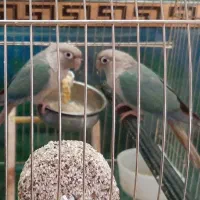 فروش دو جفت طوطی