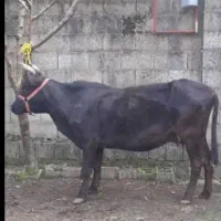 گاو‌محلی‌‌فقیر ۵ماه نیم‌شکم