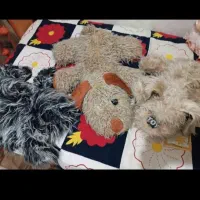 عروسک ها|اسباب‌‌بازی|محمدیه-قزوین, |دیوار