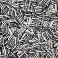 فروش انواع تخمه ایرانی و خارجی