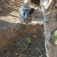 جای مرغ دو طبقه همراه سه عدد مرغ|حیوانات مزرعه|اسلام‌شهر, شهرک مهدیه|دیوار