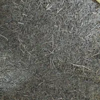 کرابیه تمیز امسالی