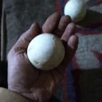 سنگ اسیاب اصلی|جواهرات|بومهن, |دیوار