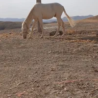 اسب
