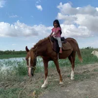 اسب عرب ایرانی