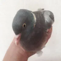 کبوتر جنگلی