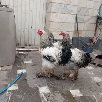 برهما اصل کینگ