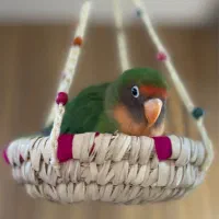 فروش طوطی برزیلی